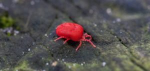 Can Chiggers Live Inside Your House?