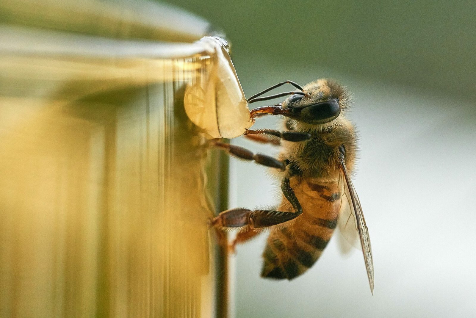What Does Spiritual Meaning of Bees in Your House?