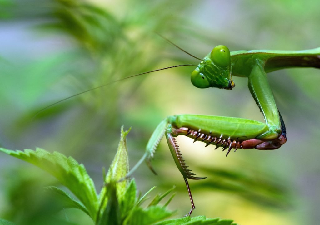 Is it True That Praying Mantis Symbolize Good Luck?
