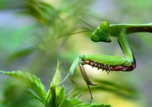 Is it True That Praying Mantis Symbolize Good Luck?