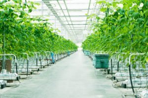 6 Tips For Choosing The Best Greenhouses For Your Home