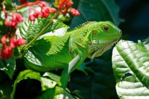 Can Iguanas Be Trapped?