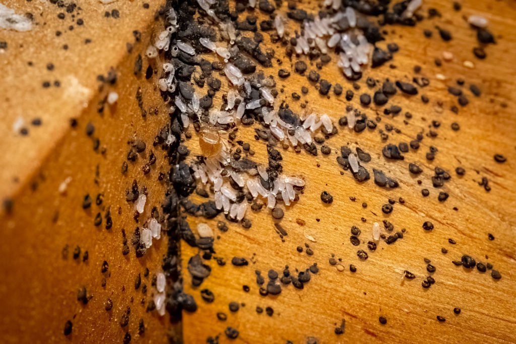 9 Signs Of Pest Infestation In Your Home