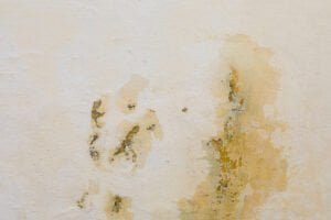 Evidence of Mold Contamination: What to Watch For
