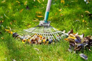 Common Australian Garden Problems And Beginner’s Lawn Care