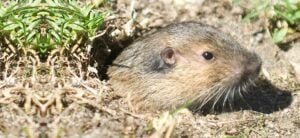 Tired Of Gopher Infestations? Discover Local Gopher Control Experts In Your Area