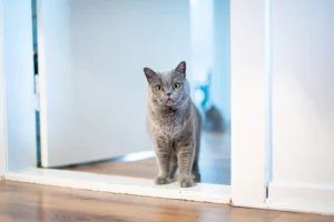 The Purr-fect Cat Doors: Your Complete Buying Guide