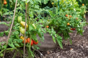 The Best Soil for Growing Tomatoes from Seed