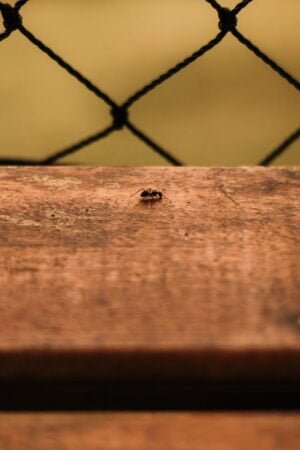 Do You Have an Ant Infestation in Your Home?