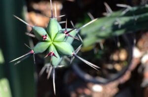 Blue Candle Cactus, Bilberry Cactus: Garambullo (In Spanish)