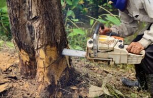Common Signs You Need Tree Removal: A Homeowner’s Checklist