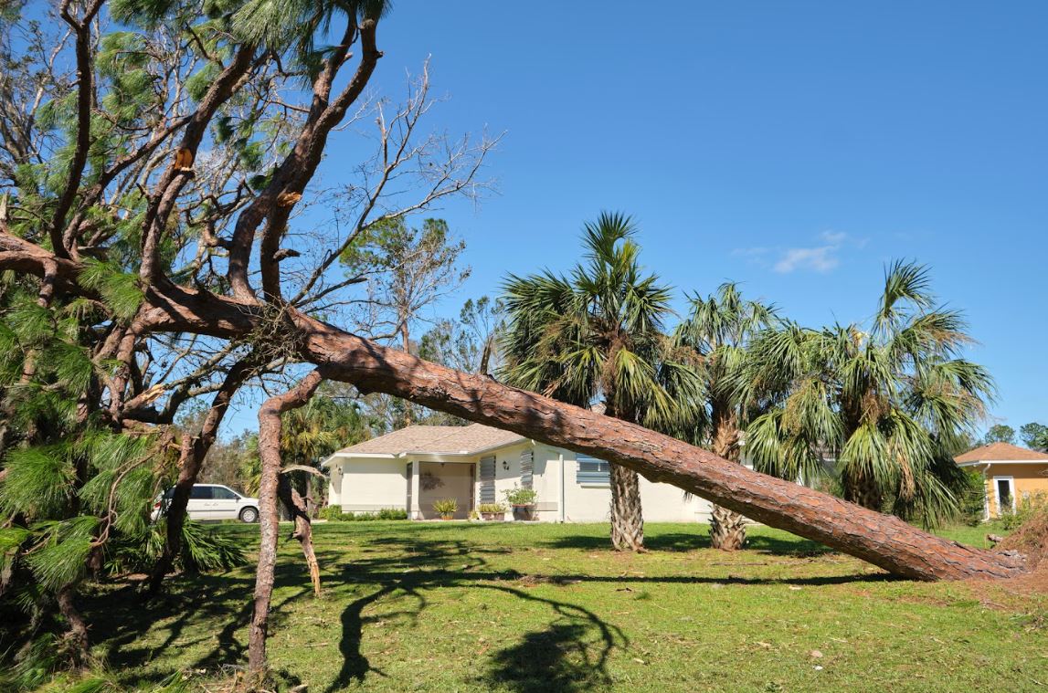 Common Signs You Need Tree Removal: A Homeowner's Checklist