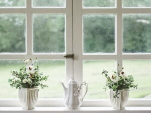 Sunlight Favorites: Ideal Plants for Every Window