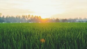 Grass Seed: Choosing the Right Seeds for Every Season Across the US