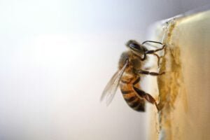 How to Get a Bee Out of Your House: A Comprehensive Guide