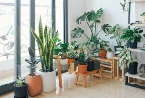 Essential Tips for Choosing the Right Indoor Plants